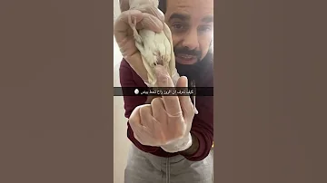 كيف تعرف ان ببغاء الروز Love Bird راح تضع بيض Shorts 