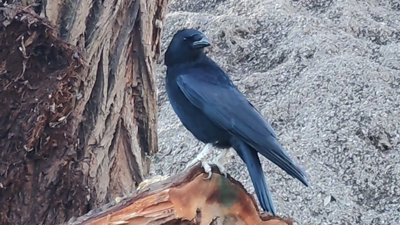 Spending time with Mr Whitefoot whose feet needed calcium 🌹❤️🙌