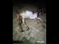 This is how our bakra/goat♥️♥️ sleep at night 🌃#shorts#viral#youtubeshorts