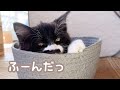 妹に遊んでもらえなくて、いじけてしまった子猫を観察してみたら…