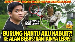 BURUNG HANTU AKU KABUR KE ALAM BEBAS! RANTAINYA LEPAS! OLIE & DESTY SUSAH BANGET DIATUR!