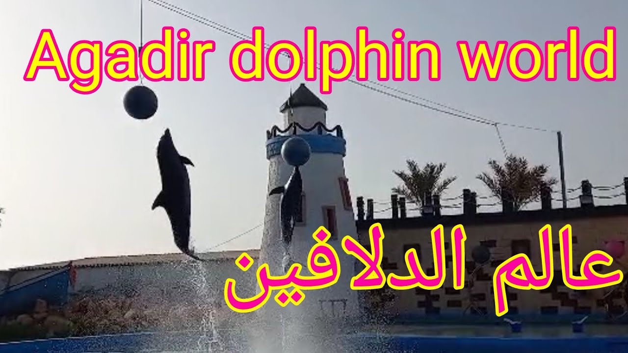 عالم الدلافين باكادير ،عروض رائعة للدلافين ثمن الدخول اوقات العمل ،معلومات مهمة عن الدلافين