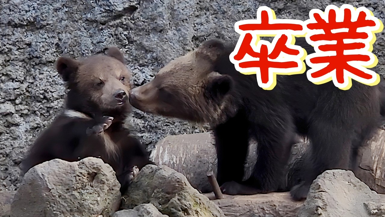 子グマ牧場での8ヶ月間【のぼりべつクマ牧場】