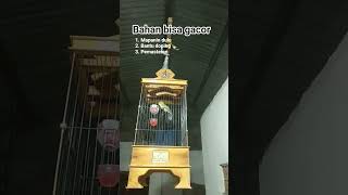 Download Lagu Pleci monty gacor, Pancingan paling ampuh#pleci MP3