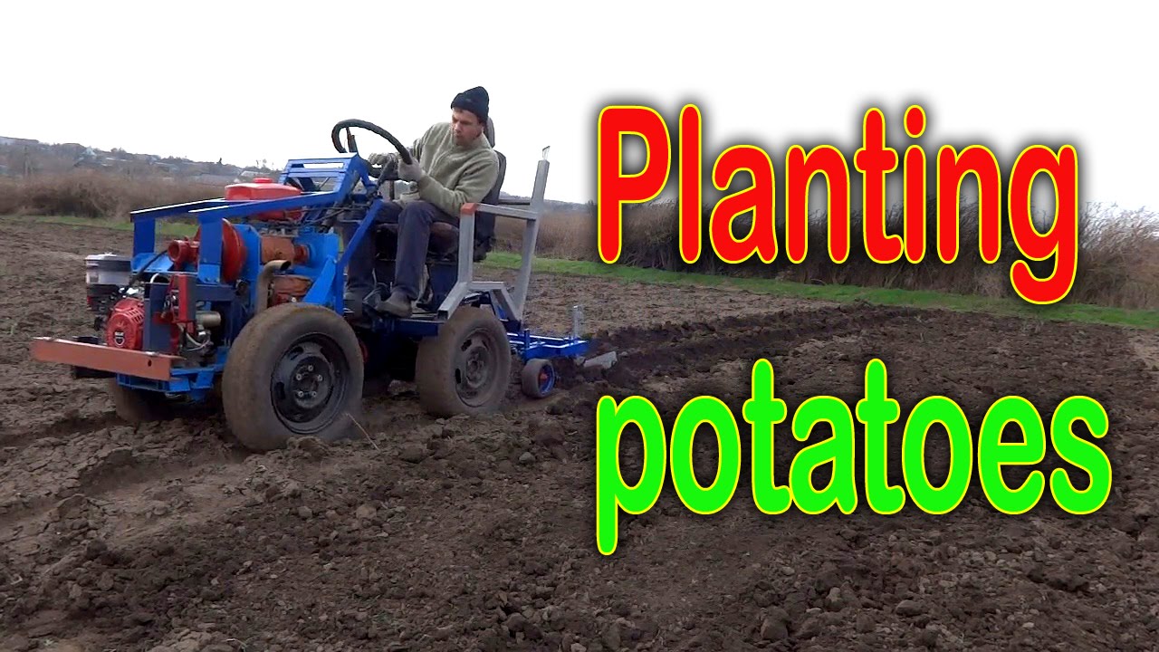 Planting potatoes using a garden tractor