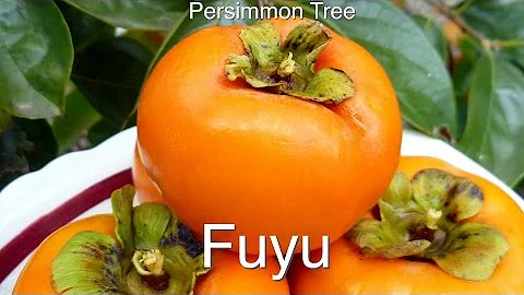 Growing a grafted Persimmon Tree - Fuyu + Dwarfing techniques - DayDayNews