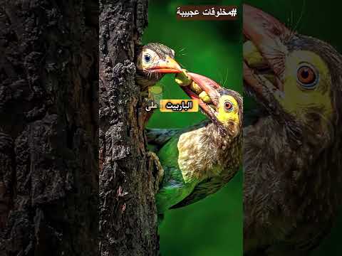 طائر الباربيت المخطط مخلوقات عجيبة