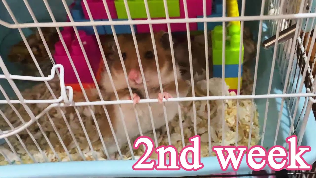 Let's see how Hamster takes care of the baby after birth !! They are so cute
