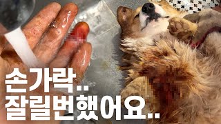 개물림 사고 발생..아기 웰시코기와 아빠 강아지 싸움 말리다 손가락 잘릴번했네요..