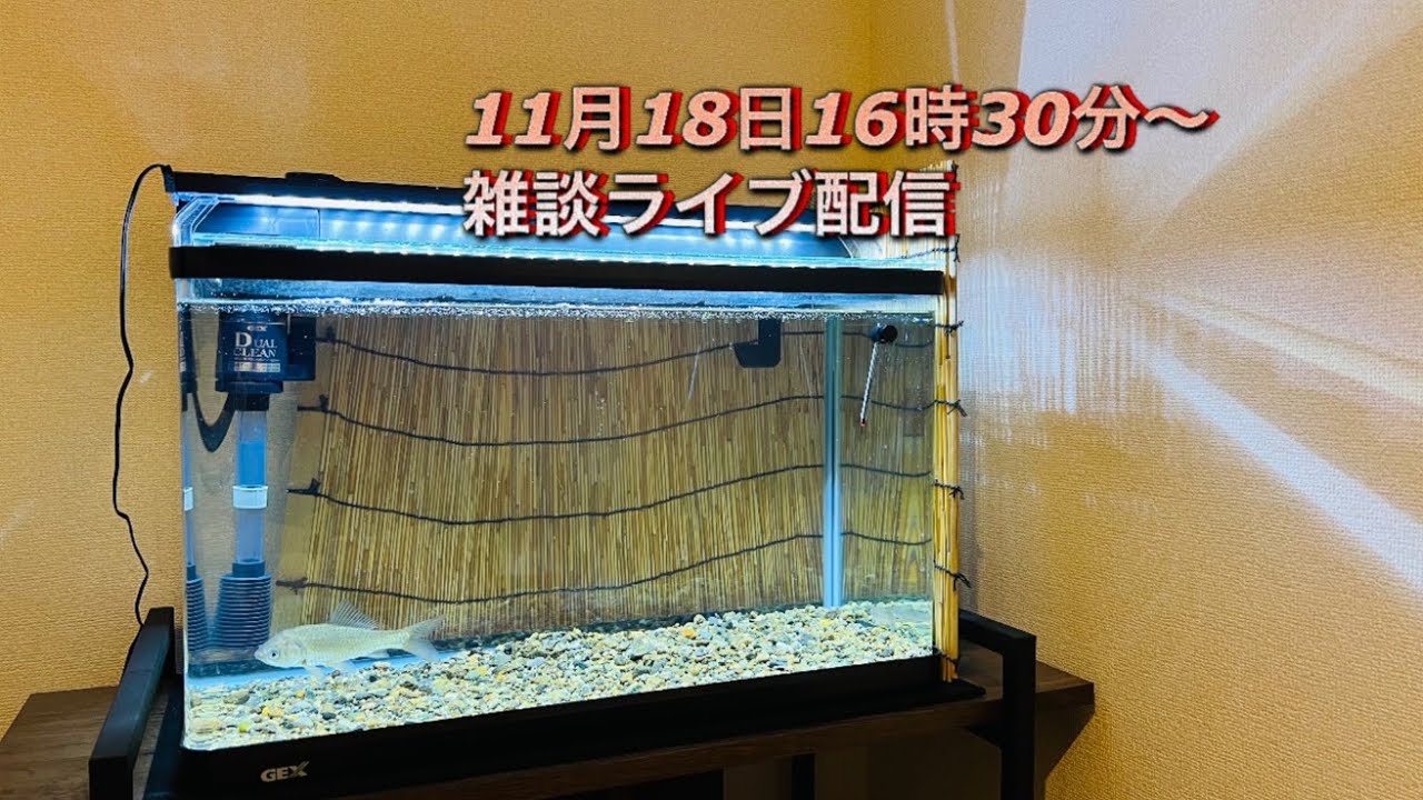 土曜日 YouTube