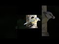 The Cutest Backyard Birds You’ve Ever Seen (Close-Up! #birds #birdwatching #viral #nature#wildlife