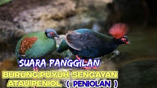 suara panggilan burung puyuh sengayan atau peniol ( peniolan ) 100 % ampuh