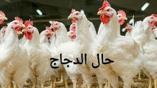 حال الدجاج  #short_video