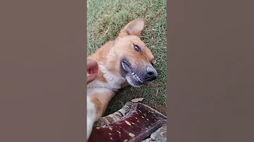 جنداري يريد يلعب واني ما بيه حيل 