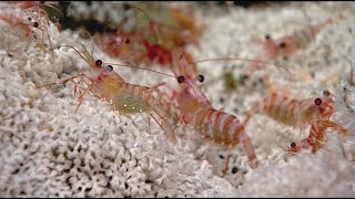 NOAA Okeanos Explorer - Amazing animals of the deep sea!