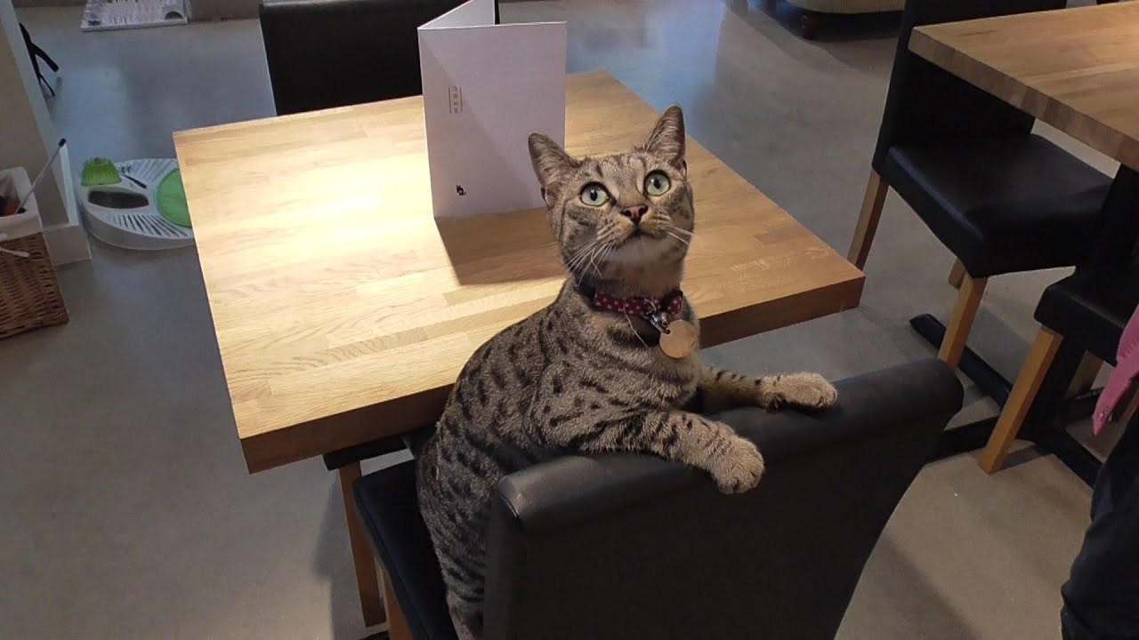 Manchester  Cat  Cafe YouTube