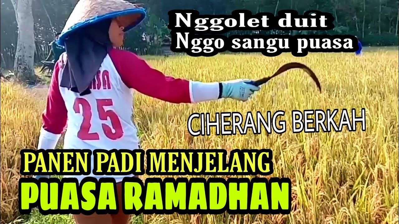 CIHERANG BERKAH PANEN PADI SEBELUM RAMADHAN TIBA