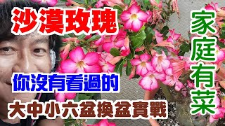 【家庭有菜】沙漠玫瑰大中小六盆換土修剪實戰 