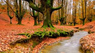 Music for Studying: Relaxing Music for Exams screenshot 5