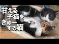甘える子猫をぎゅーしてあげる猫