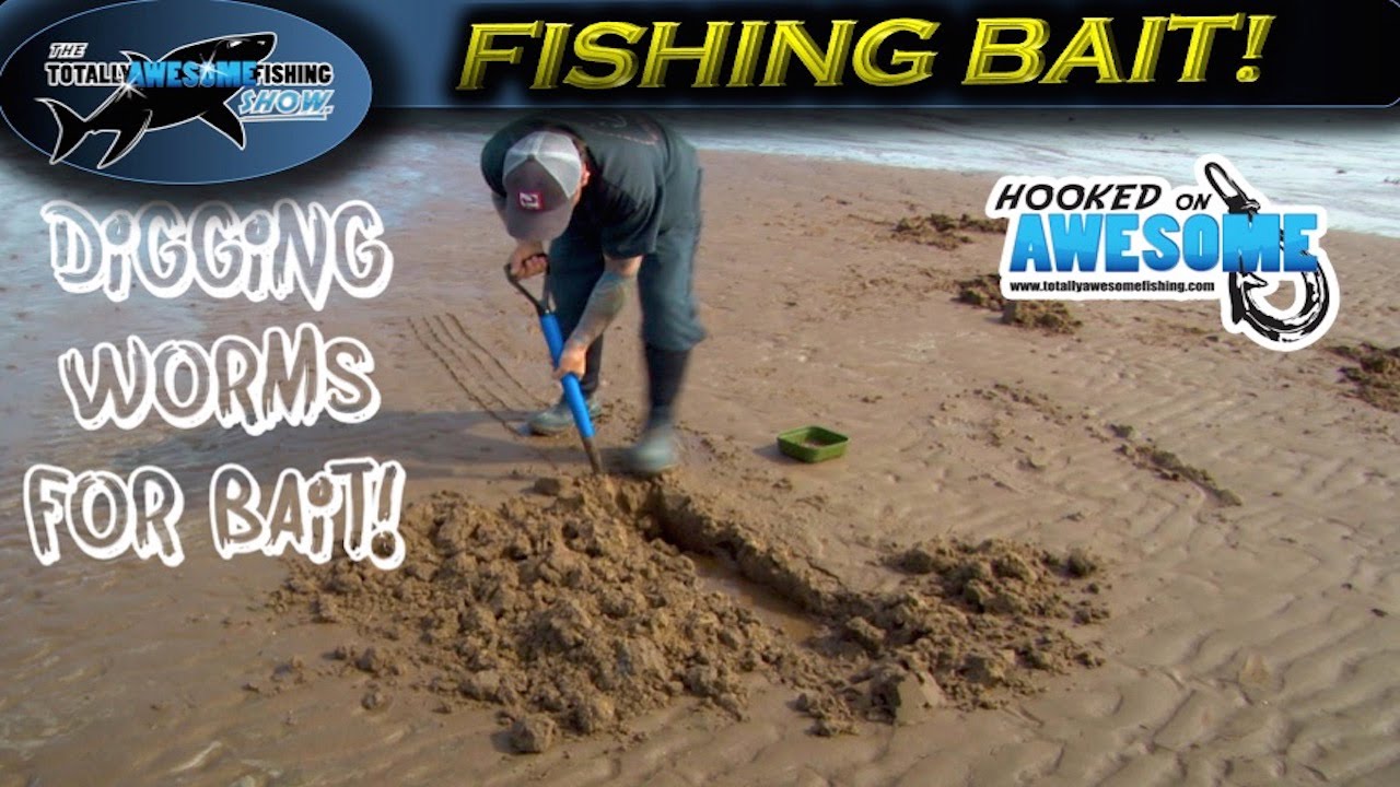 How To Dig The Best Fishing Bait - Worms | Tafishing