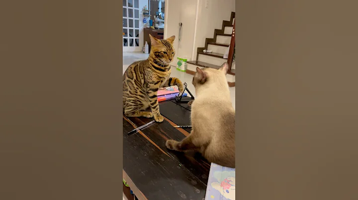 Watch the video about #cat #bengalcat #catlover #catbreed #furparents #kitten #cute #pets #petlover #siamese