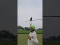 #hawk #hunting #animals #viral