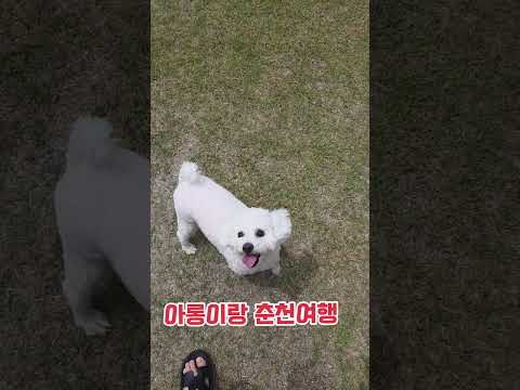 #리오넬영남#아롱이#강아지숲#인필드