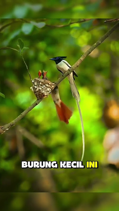 The Asian Paradise Flycatcher is famous for its long, flowing tail and striking contrast of colors