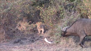 Buffalo And Lion Cubs Stand Off