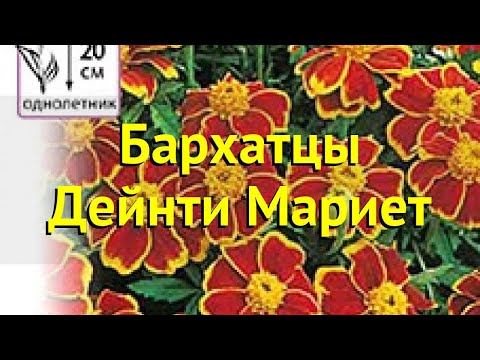 Бархатцы отклоненные. Краткий обзор, описание характеристик tagetes patula nana Дейнти Мариет Бархатцы отклоненные. Краткий обзор, описание характеристик tagetes patula nana Дейнти Мариет