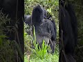 Silverback Gorilla in Bwindi impenetrable Forest.