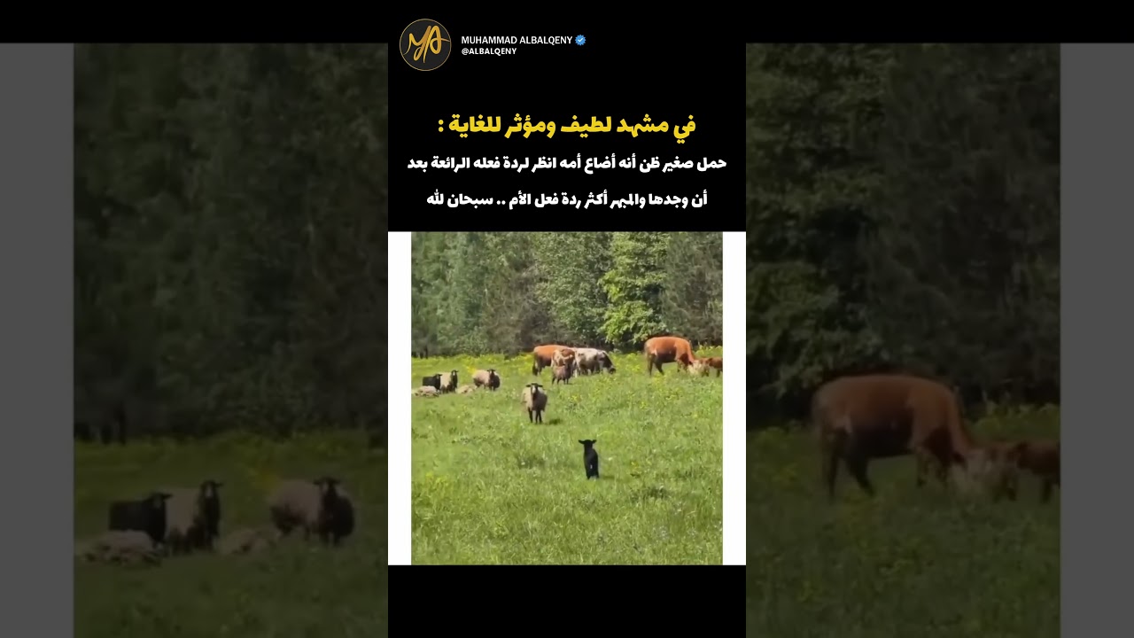 ردة فعل الحمل الصغير بعد ان وجد أمه الحنونة #حيوانات_أليفة #كوميديات #ضحك