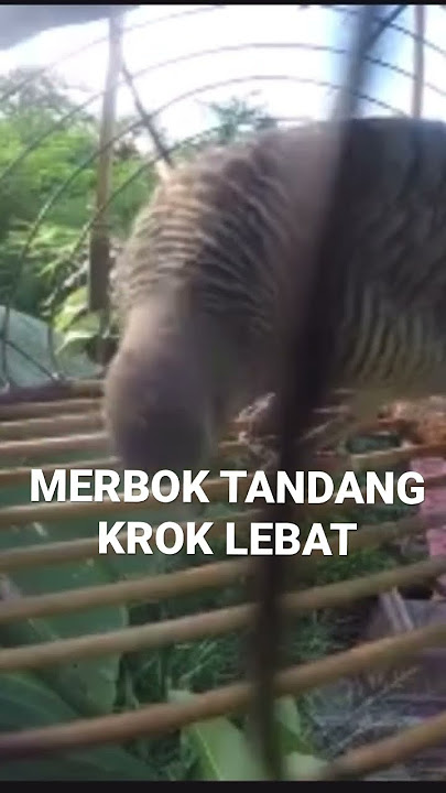 Perkutut Gacor Kerot -Merbok Tandang Derak LEBAT - Mikat Perkutut Merbuk