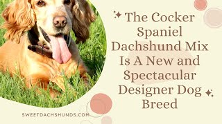 The Cocker Spaniel Dachshund Mix Is A New and Spectacular Designer Dog Breed