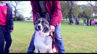 Pooches in the Park - we need you!