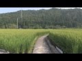 日本の田園風景