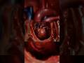 The Heart – The Relentless Engine - Trailer