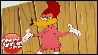 El Pajaro Loco en Español | Súper Carpintero | Dibujos Animados en Español