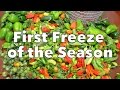 Gardening: First Freeze of the Season