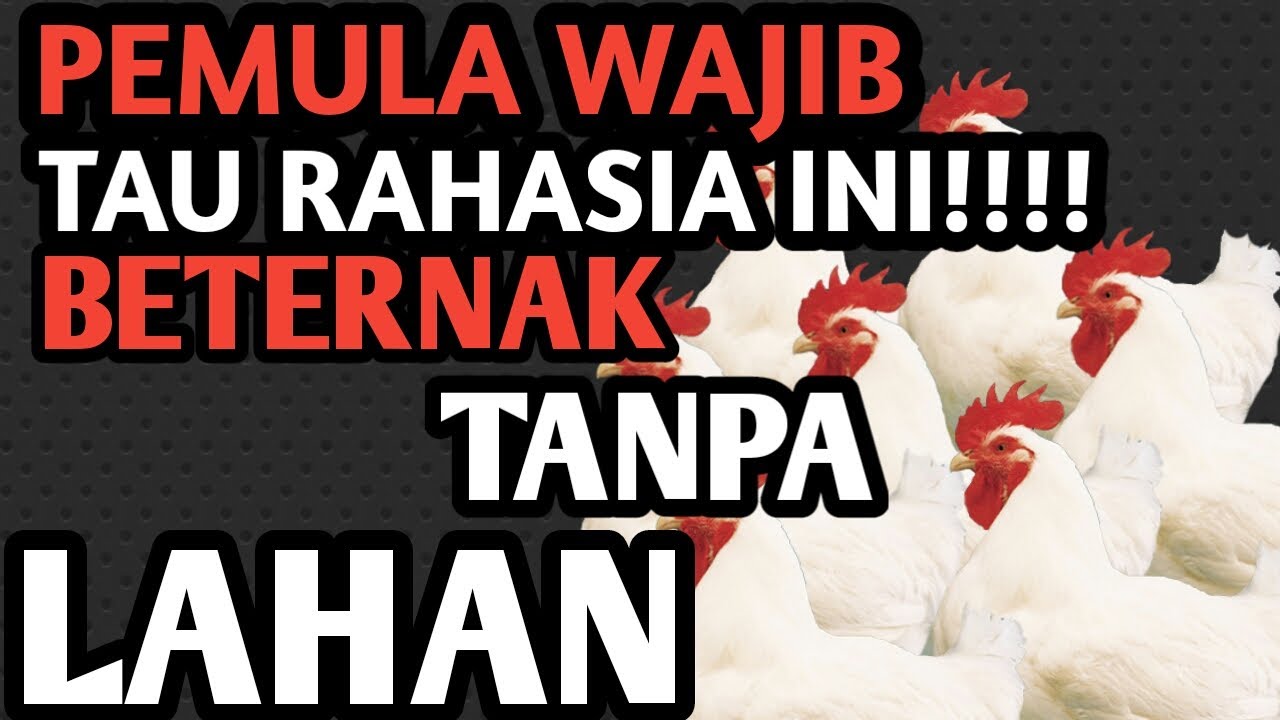 Cukup 1 langkah kamu bisa Beternak ayam broiler dengan mudah 