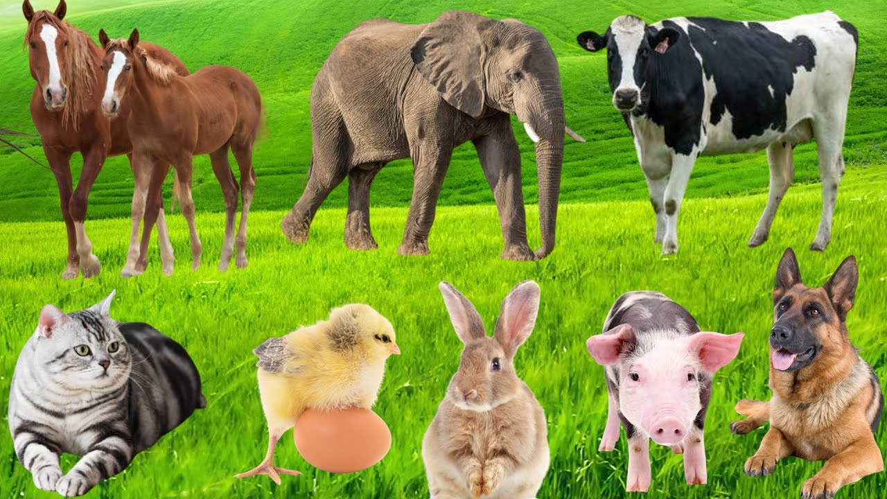Discover Animals: Bison, Zebra, Cow, Dog, Goose, Pig, Parrot, Chicken, Rabbit - Animal Sounds