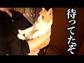 家族が帰宅した瞬間の猫の反応がこちら