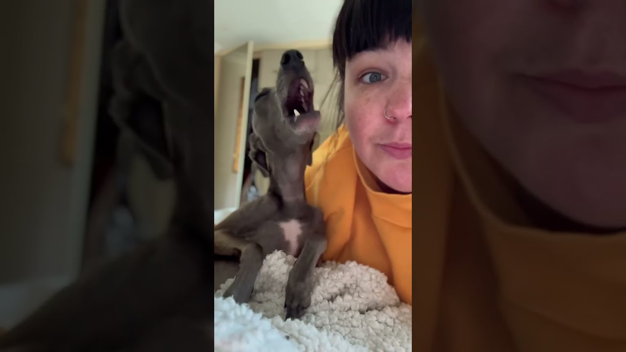 Life With A Living Noodle Dog Italiangreyhound Pet Fyp Foryou Animals