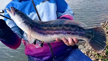 Điểm Câu Lure Cá Lóc Vip Mà Sẩy Cá Nhiều Quá | Vip Snakehead Fishing Place