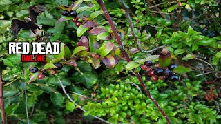 RDR 2 Online Evergreen Huckleberries Location (Evergreen Huckleberries picked)