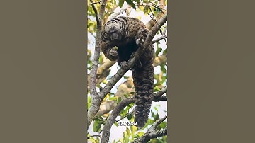 The Primate That Eats Poison for Breakfast.                             #documentary#usashorts#fyp