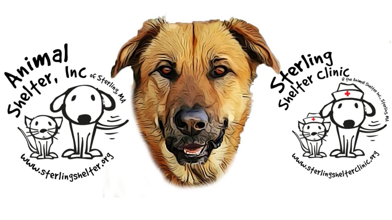 Sterling Shelter Sterling Shelter Clinic Adopt a Pet Today! YouTube