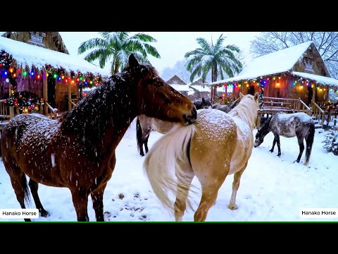 Wild Horse Mating Scene At Winter In Asia
