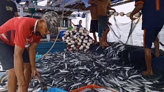 Lingkar Jaring Di Pagi Hari KM Siporalle 43 || Hasilnya Sebanyak Ini